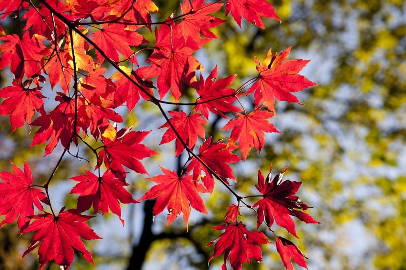 Seasonal Ingredients